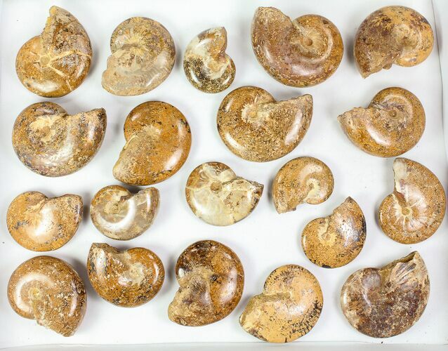 Lot: - Polished Jurassic Ammonites - Pieces #76989